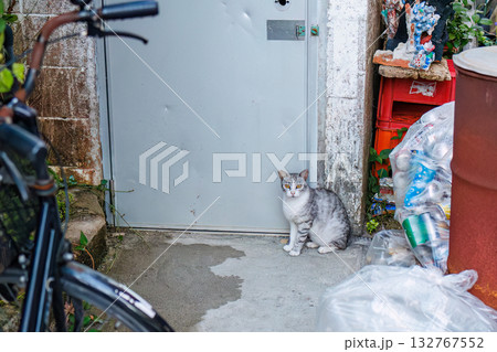 路地や御嶽にたくさんいる島の猫達。座間味島座間味港 沖縄県島尻郡慶良間諸島-2025  132767552