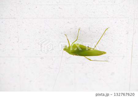 天井にいたツユムシ。座間味島座間味港 沖縄県島尻郡慶良間諸島-2025 沖縄本島から40km西方 天井にいたツユムシ。座間味島座間味港 沖縄県島尻郡慶良間諸島-2025 沖縄本島から40km西方 132767620