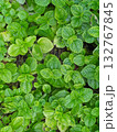 top view peppermint plants with day light 132767845