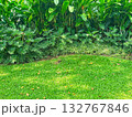 garden view with plants and green grass with day light 132767846
