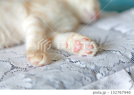昼寝する猫の前脚の肉球 昼寝する猫の前脚の肉球 132767940