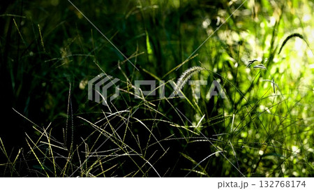 背景素材　秋の草 132768174