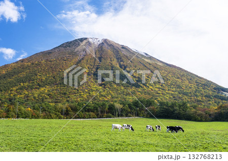 紅葉の大山で放牧中の牛たち 大山まきばみるくの里付近 紅葉の大山で放牧中の牛たち 大山まきばみるくの里付近 132768213