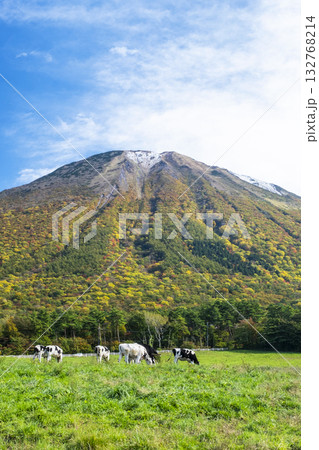 紅葉の大山で放牧中の牛たち　大山まきばみるくの里付近 132768214