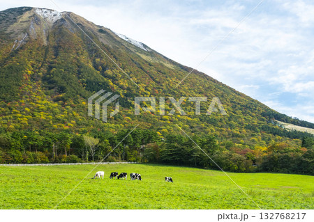 紅葉の大山で放牧中の牛たち　大山まきばみるくの里付近 132768217