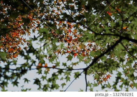 紅葉間近 132768291