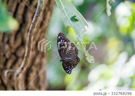 民宿の庭にいたツマムラサキマダラ蝶。座間味島座間味港 沖縄県島尻郡慶良間諸島-2025  132768298