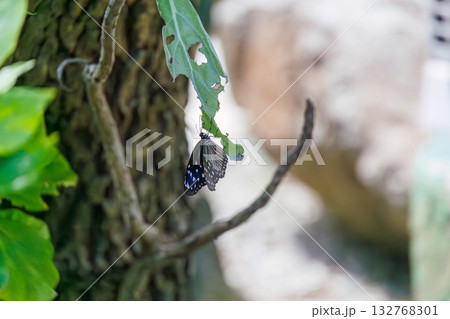 民宿の庭にいたツマムラサキマダラ蝶。座間味島座間味港 沖縄県島尻郡慶良間諸島-2025  132768301