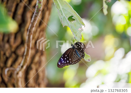 民宿の庭にいたツマムラサキマダラ蝶。座間味島座間味港 沖縄県島尻郡慶良間諸島-2025  132768305