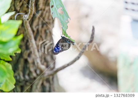 民宿の庭にいたツマムラサキマダラ蝶。座間味島座間味港 沖縄県島尻郡慶良間諸島-2025  132768309