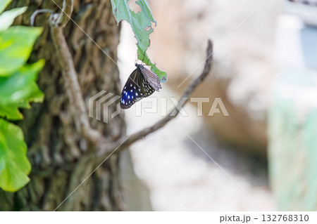 民宿の庭にいたツマムラサキマダラ蝶。座間味島座間味港 沖縄県島尻郡慶良間諸島-2025  132768310