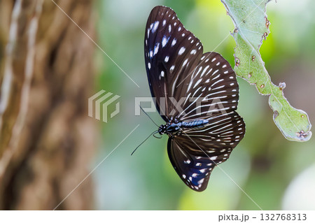 民宿の庭にいたツマムラサキマダラ蝶。座間味島座間味港 沖縄県島尻郡慶良間諸島-2025  132768313