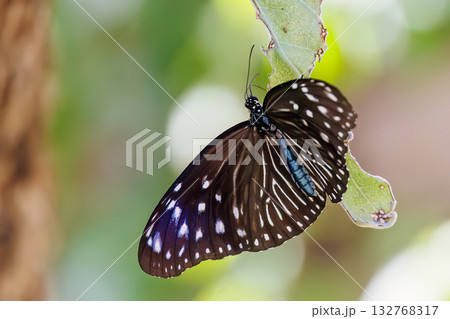 民宿の庭にいたツマムラサキマダラ蝶。座間味島座間味港 沖縄県島尻郡慶良間諸島-2025  132768317