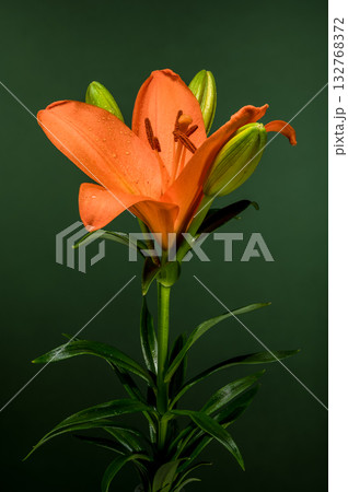 Orange Lily and Buds Against Deep Green Background 132768372