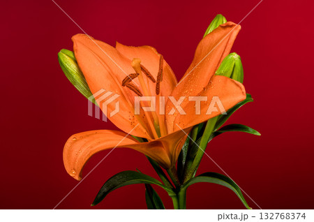 Dramatic Orange Lily Flower Against Bold Red Background Dramatic Orange Lily Flower Against Bold Red Background 132768374