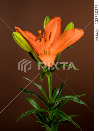 Warm Orange Lily Flower and Bud Against Brown Background Warm Orange Lily Flower and Bud Against Brown Background 132768375