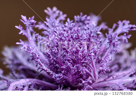 Vivid Purple Ornamental Cabbage Head Against a Warm Brown Backdrop 132768380
