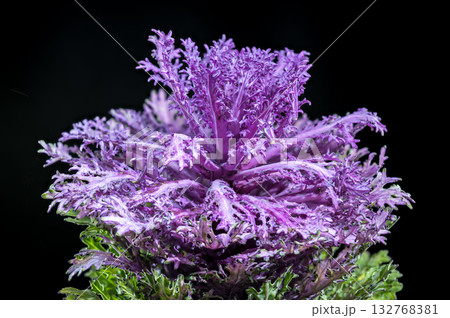 Dramatic Ornamental Cabbage with Vivid Purple and Green on Black 132768381