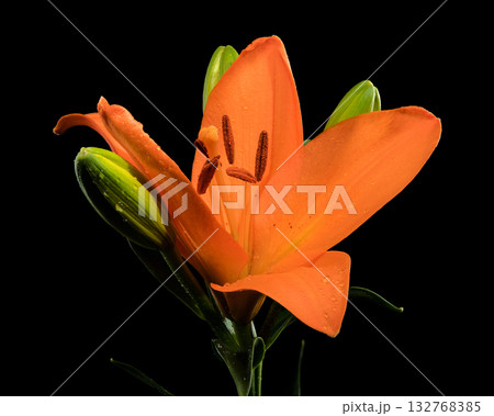 Full Orange Lily Flower Plant Stem Leaves Black Background 132768385
