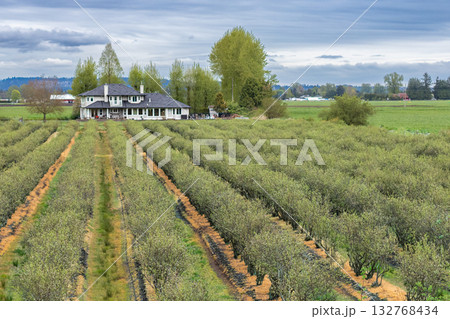 Organic blueberry bushes in a agricultural field, with a farm house on the horizon Organic blueberry bushes in a agricultural field, with a farm house on the horizon 132768434