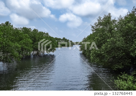 Tranquil Mangrove Forest with Serene Water Flowing Through Lush Greenery Under cloudy blue Sky. Tranquil Mangrove Forest with Serene Water Flowing Through Lush Greenery Under cloudy blue Sky. 132768445