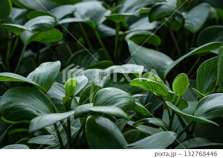 Beautiful leaves of Ipomoea pes caprae, bayhops, beach morning glory, or goat's foot. 132768446