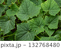 The cucumber Cucumis sativus green leaves. Cucumber plant in greenhouse. 132768480