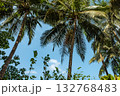 Bottom view of palm trees against blue sky. Green palm tree on blue sky background. 132768483