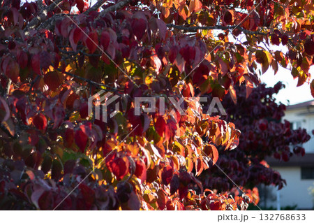 美しい秋の紅葉 - 青空に映える赤いモミジの葉 132768633