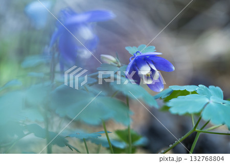 青いミヤマオダマキの花 青いミヤマオダマキの花 132768804
