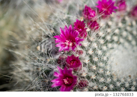 ツキブエマルのピンクの花 132768833