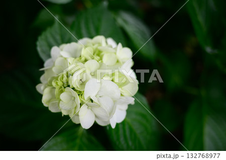 白い紫陽花 132768977