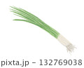 パステルで描いた小ネギのイラスト 132769038