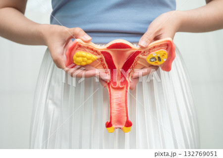 Uterus, Asian woman holding human anatomy model. 132769051