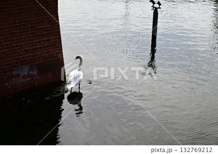 水面に佇む優雅な白鳥 水面に佇む優雅な白鳥 132769212