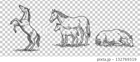 馬のペン画イラストセット(立つ・親子・休む)、Horse Pen Drawing Set 馬のペン画イラストセット(立つ・親子・休む)、Horse Pen Drawing Set 132769319