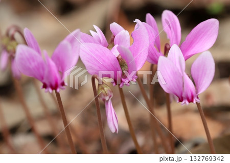 原種シクラメンの開花 132769342