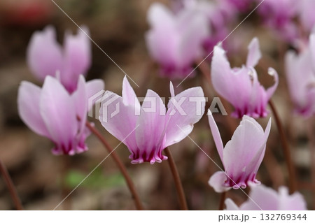 原種シクラメンの開花 132769344