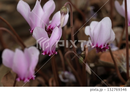 原種シクラメンの開花 132769346