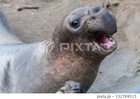 At the Elephant Seal Vista Point 132769515