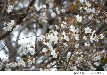 福岡城と桜 福岡城と桜 132769997