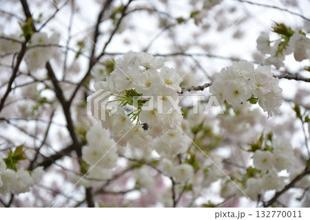 福岡城と桜 132770011