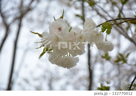 福岡城と桜 132770012
