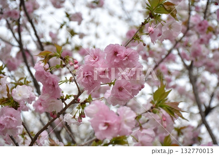 福岡城と桜 132770013