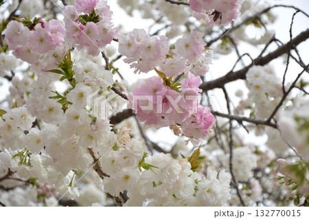 福岡城と桜 132770015
