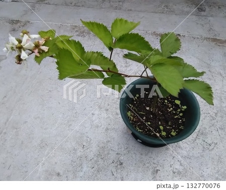 トリプルクラウンの苗木 トリプルクラウンの苗木 132770076