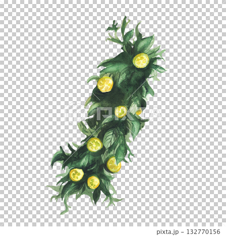 Watercolor lemons tree branch with green leaves. Tropical decoration of ripe yellow citrus fruit slices Realistic hand drawn illustration for birthday, wedding decor, cosmetic Isolated from background Watercolor lemons tree branch with green leaves. Tropical decoration of ripe yellow citrus fruit slices Realistic hand drawn illustration for birthday, wedding decor, cosmetic Isolated from background 132770156