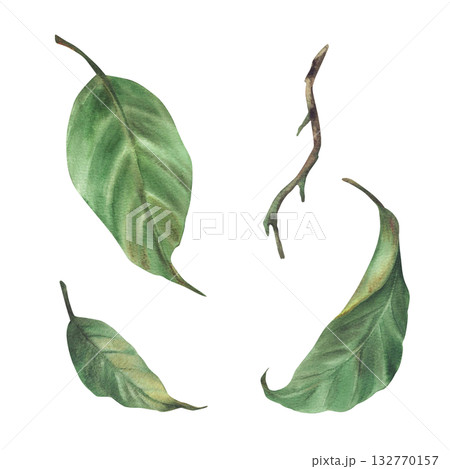 Set of green lemon leaves, citrus stems, branches of different shapes. Plant botanical clipart for card, label, sticker, logo print Hand drawn watercolor illustration Isolated on white background Set of green lemon leaves, citrus stems, branches of different shapes. Plant botanical clipart for card, label, sticker, logo print Hand drawn watercolor illustration Isolated on white background 132770157