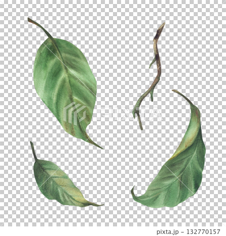 Set of green lemon leaves, citrus stems, branches of different shapes. Plant botanical clipart for card, label, sticker, logo print Hand drawn watercolor illustration Isolated on white background Set of green lemon leaves, citrus stems, branches of different shapes. Plant botanical clipart for card, label, sticker, logo print Hand drawn watercolor illustration Isolated on white background 132770157