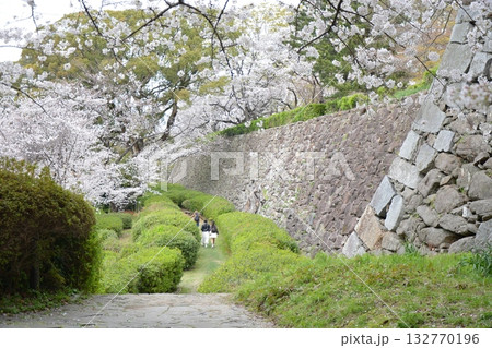 福岡城と桜 福岡城と桜 132770196